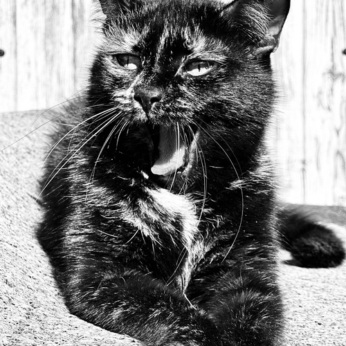 Photo #14062697