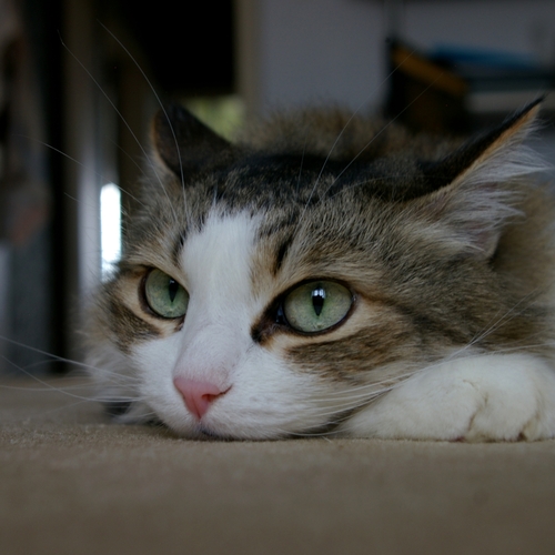Pensive Moment (Задумчивый момент)