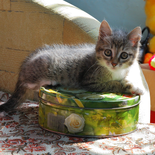 Photo #14062759