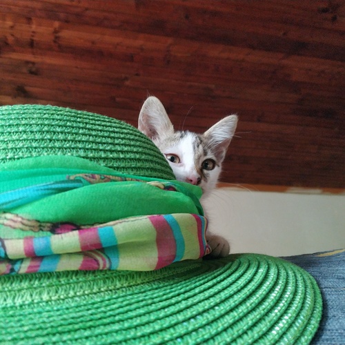 Photo #14062797