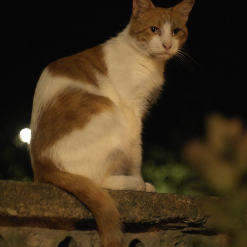 Photo #14062894