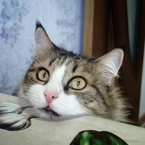 Photo #14062942
