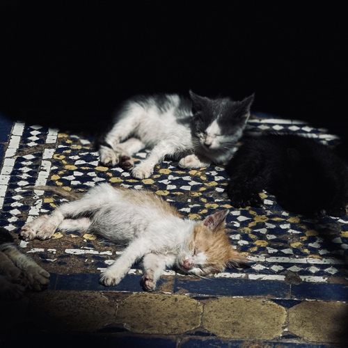 Photo #14062964