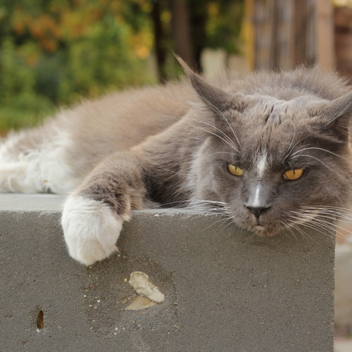 Photo #14063036