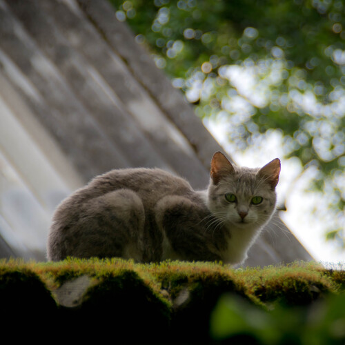 Photo #14063056
