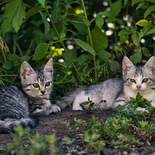 Photo #14063099