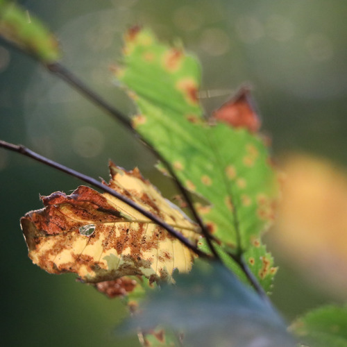 Photo #14063277