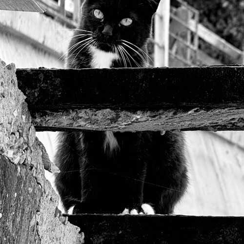 Photo #14065721