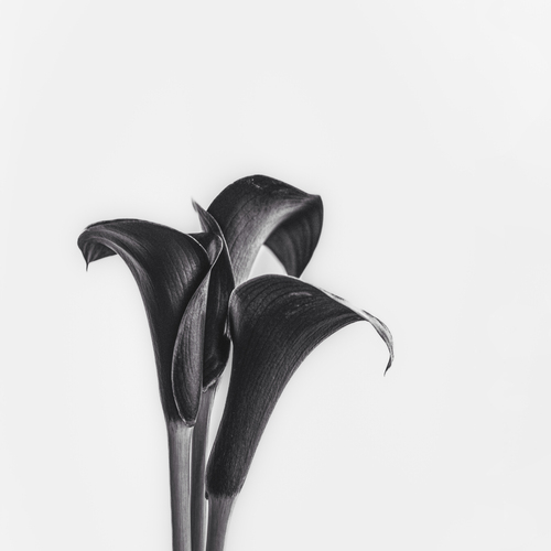 Photo #14065763
