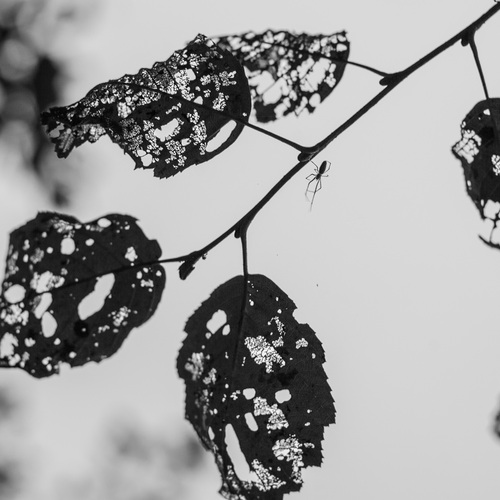 Photo #14066354