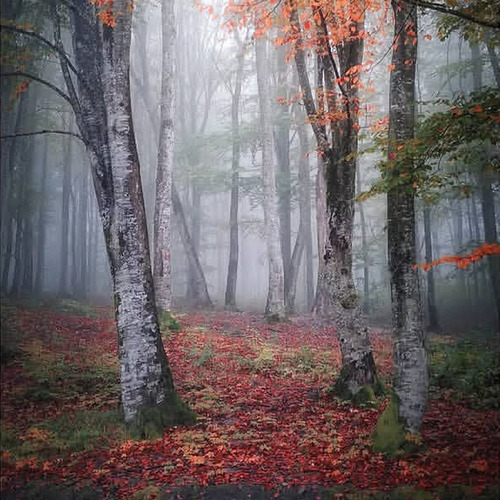 Autumn Colors