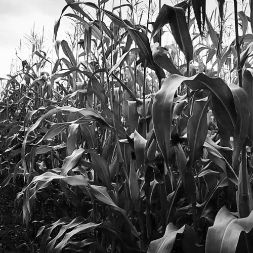 Photo #14068457