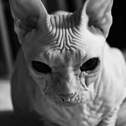 Photo #14071919