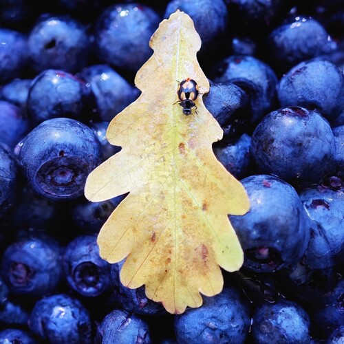 Photo #14072981