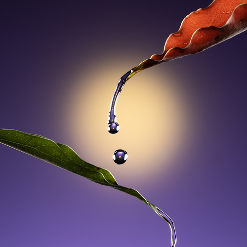 Drops of water falling from two leaves and the moon in the night sky