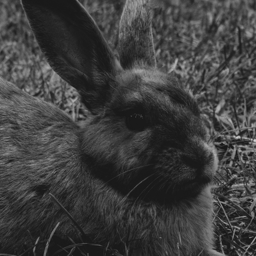 Photo #14077593