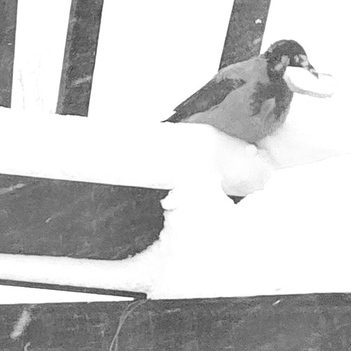 Photo #14077753