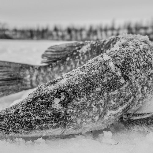 Photo #14078300