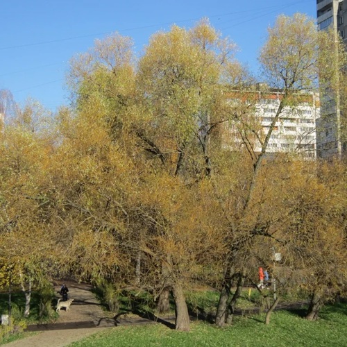 В парке в ноябре