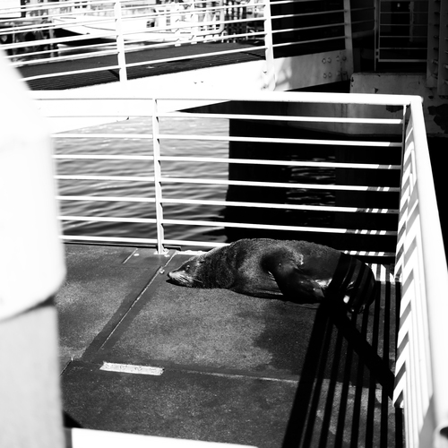 Photo #14081376