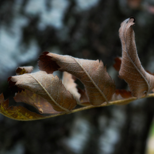 Photo #14082906