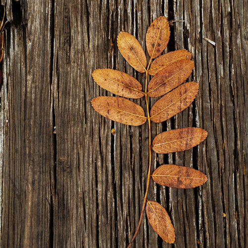 Photo #14082920