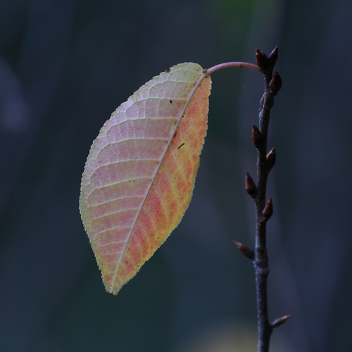 Photo #14083077