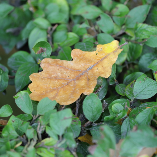 Photo #14083078