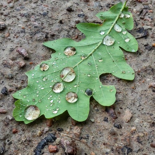 Photo #14083248