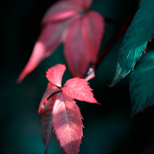 Photo #14083264