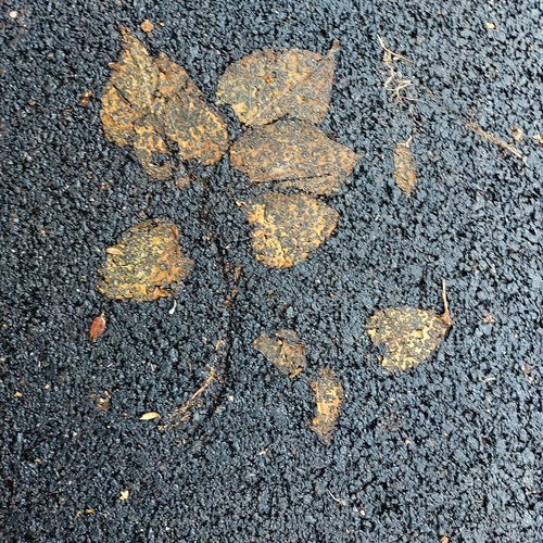 Photo #14083309