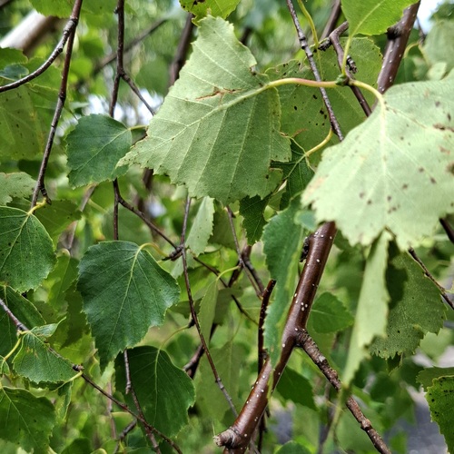 Photo #14083407