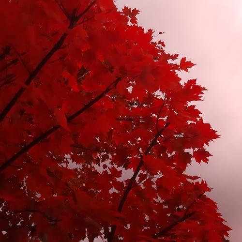 Photo #14083498