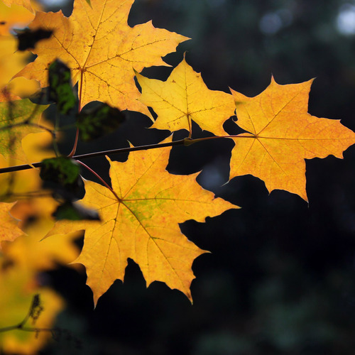 Photo #14083509