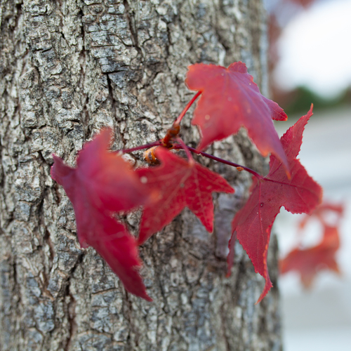 Photo #14083527