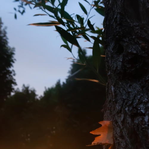 BIG FOLIAGE