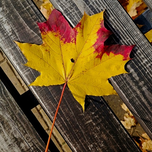 Photo #14083716