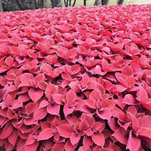 Common Coleus red