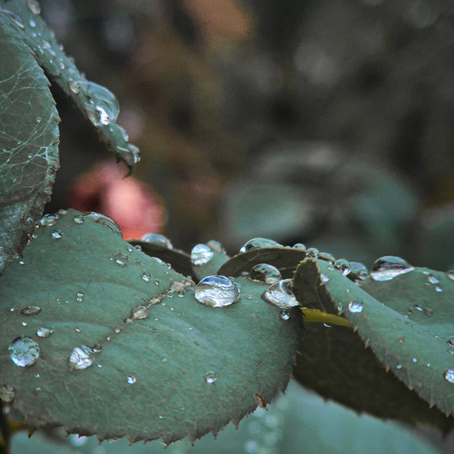 Photo #14083991