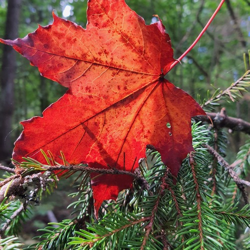 Photo #14084132