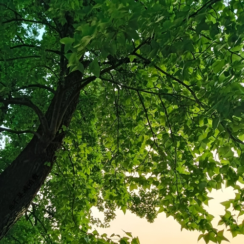 Green Canopy