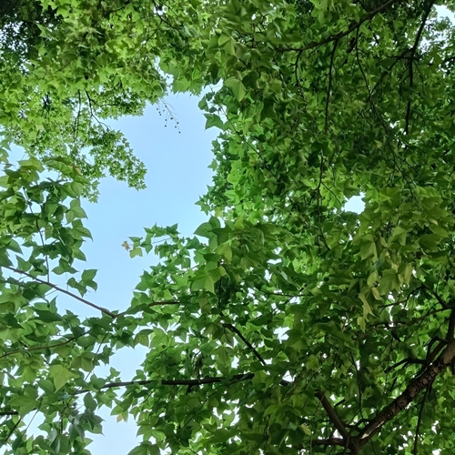 A Window to the Sky