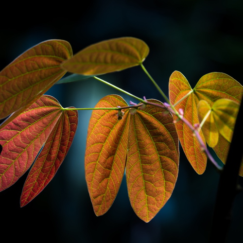 The beauty of Nature