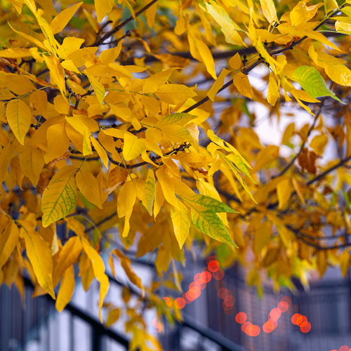 Golden Canopy of Autumn