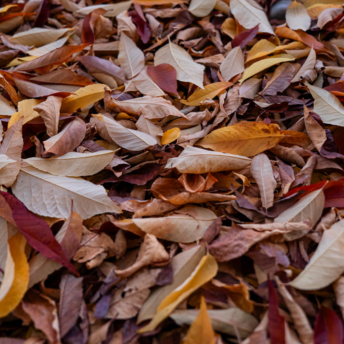 Tapestry of the Autumn Ground
