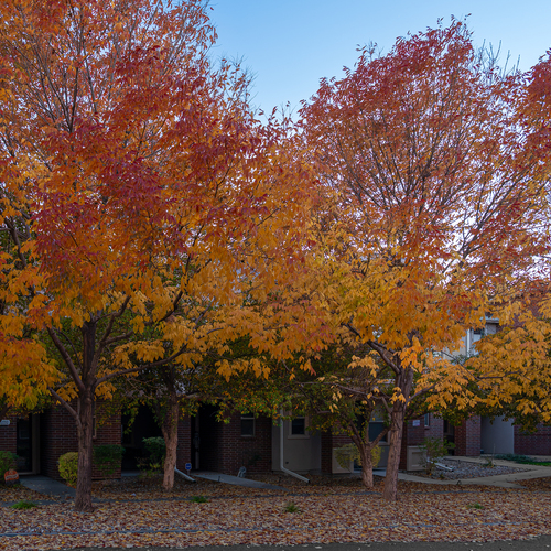 Autumn\'s Crimson Canopy