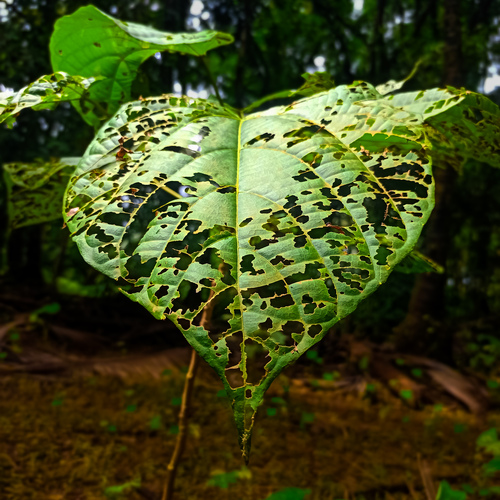 Survival art.