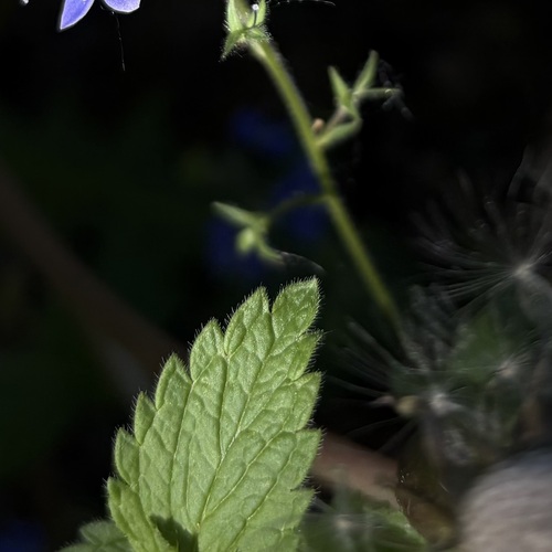 Photo #14085073