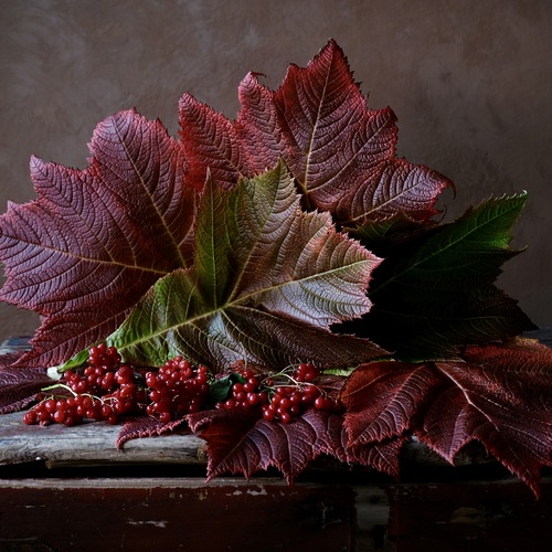 A burgundy mood