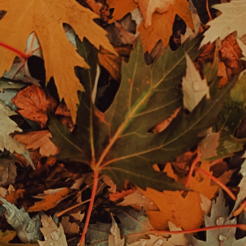 Photo #14085230